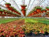 В агрофирме «Подмосковное» приступили к выращиванию цветочной рассады