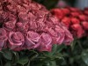 Скидки до 20% в цветочном магазине Rurose.ru в агрофирме «Подмосковное»