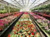 Большая распродажа растений в цветочной компании «Харченко» в агрофирме «Подмосковное»