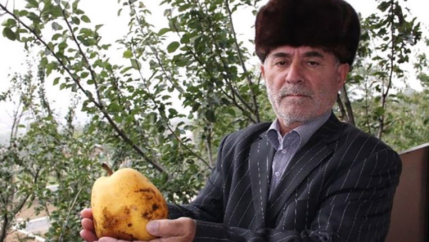 Ингушская груша стала самой большой в России