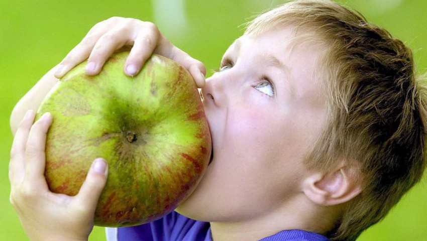 Самое большое в России яблоко