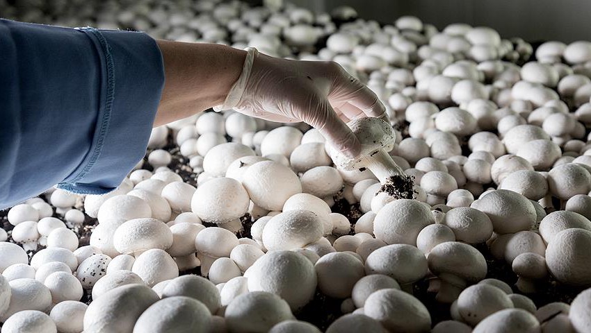 Шампиньоны высшего качества производят в агрофирме «Подмосковное»