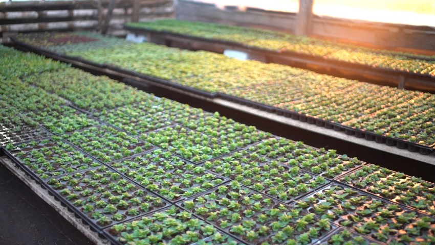 «Растекс» планирует расширить производство цветочной продукции на территории агрофирмы «Подмосковное»