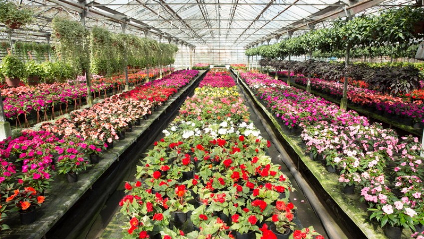Большая распродажа растений в цветочной компании «Харченко» в агрофирме «Подмосковное»